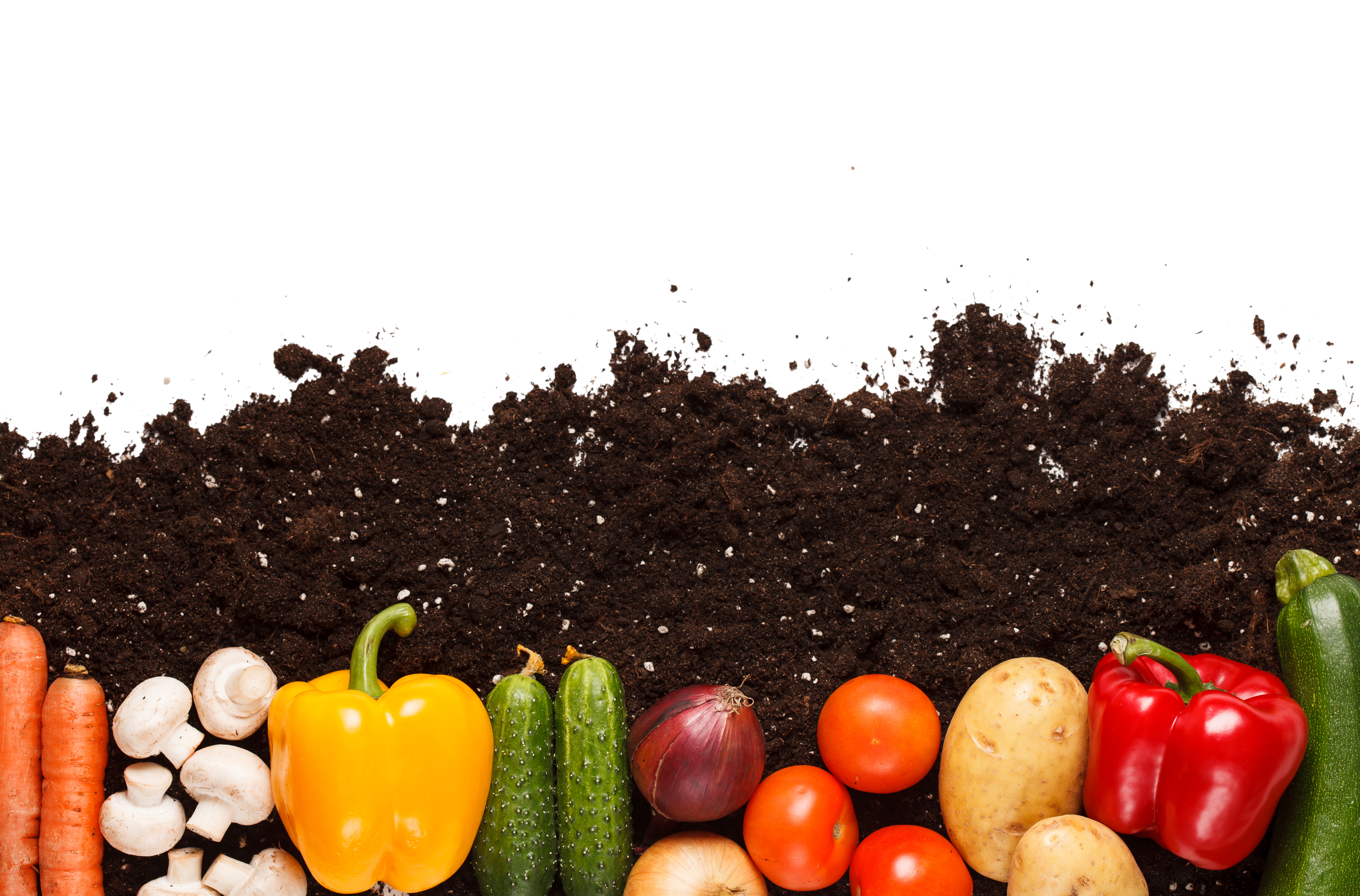 Image Result For X Vegetable Garden Soil Image Result For X Vegetable Garden Soil
