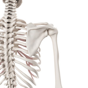 area where two or more bones join together area where two or more bones join together
