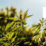 Hemp FX Soothe Rated Best of CBD
