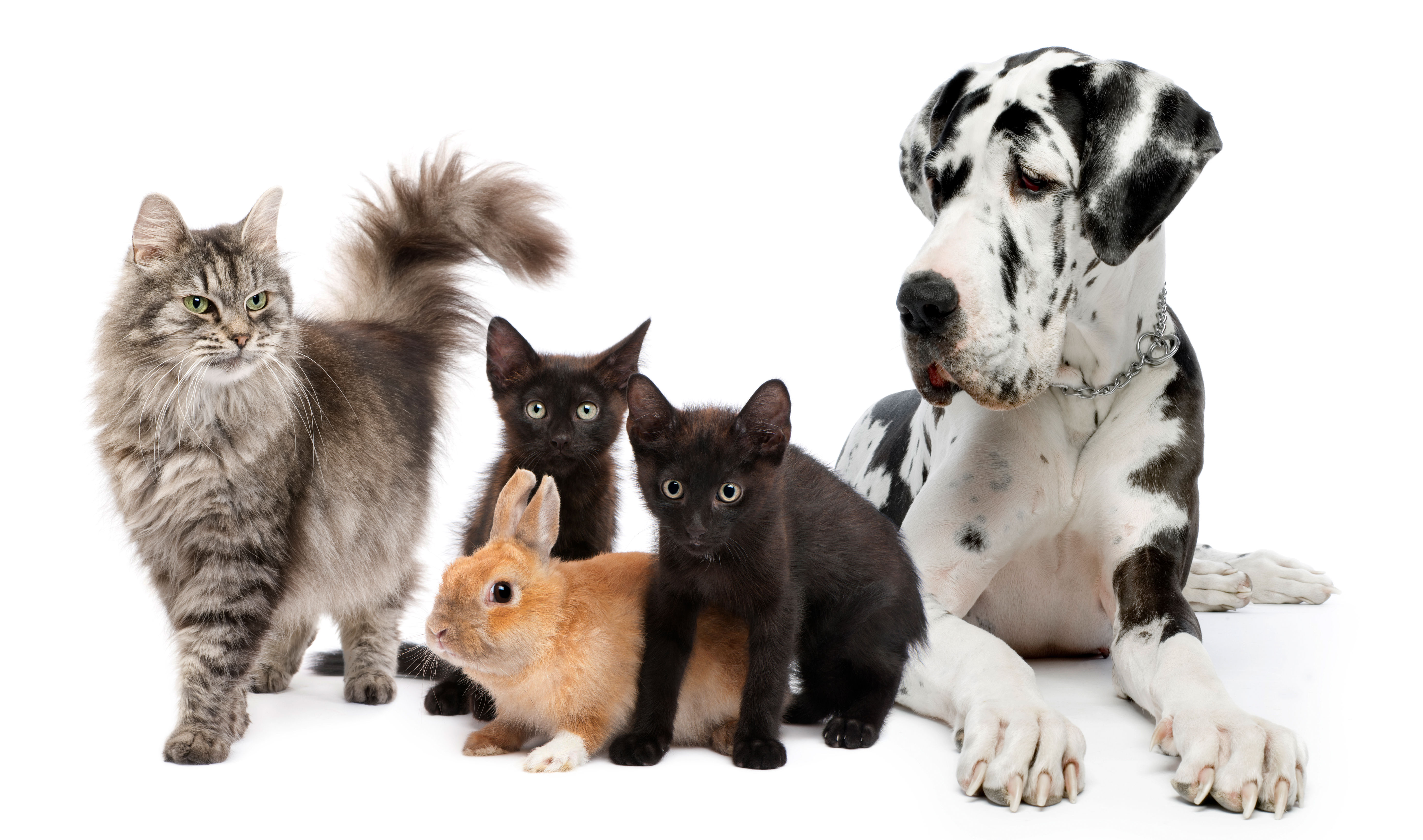 Питомцы кошечки. Домашние животные. Кошки и собаки. Животные вместе. Домашние животные на белом фоне.